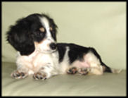 Black and Cream Piebald Dachshund